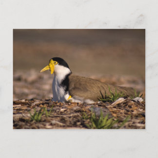 Postal Lapwing enmascarado