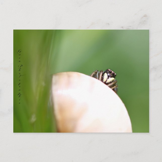 Postal L'araignée saltique "la sauteuse" (Anverso)