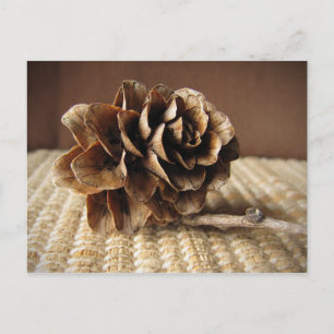 Postal Larch Cone