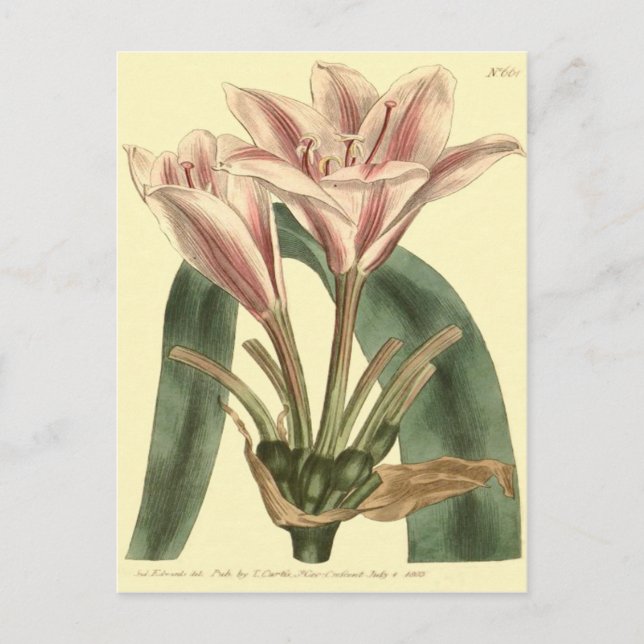 Postal Larga salida del Ilustracion Amaryllis (Anverso)
