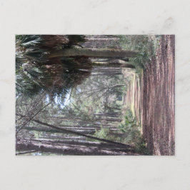 Postal Largo camino a través de los pantanos