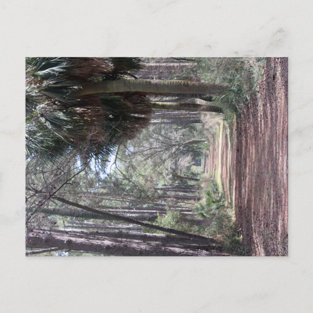 Postal Largo camino a través de los pantanos (Anverso)