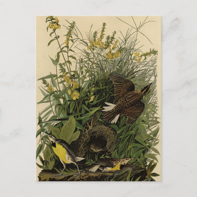 Postal Lark pradera de los pájaros de América de Audubon (Anverso)
