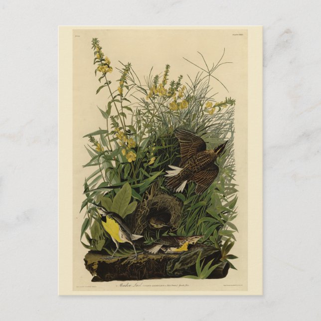 Postal Lark pradera de los pájaros de América de Audubon (Anverso)