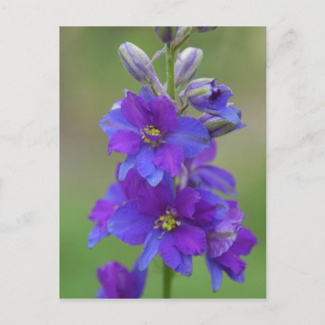 Postal Larkspur Bicolor (Anverso)