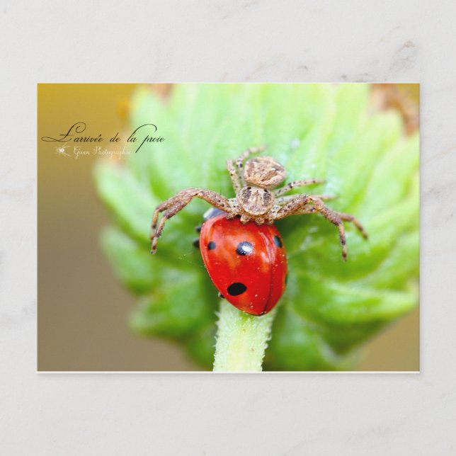 Postal L'arrivée de la proie (Anverso)