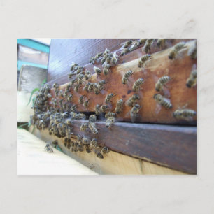 Postal Las abejas se meten en su colmena