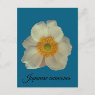 Postal Las anémonas japonesas florecen