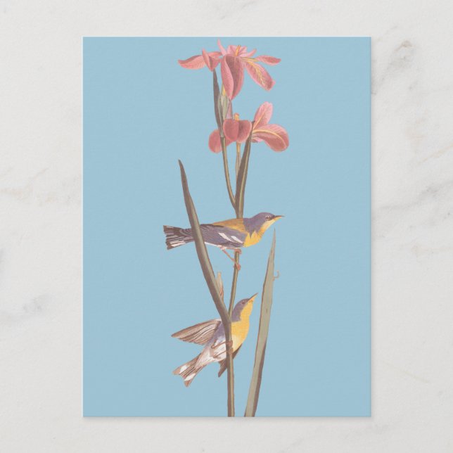 Postal Las aves de la canción de Warbler azul de Audubon  (Anverso)