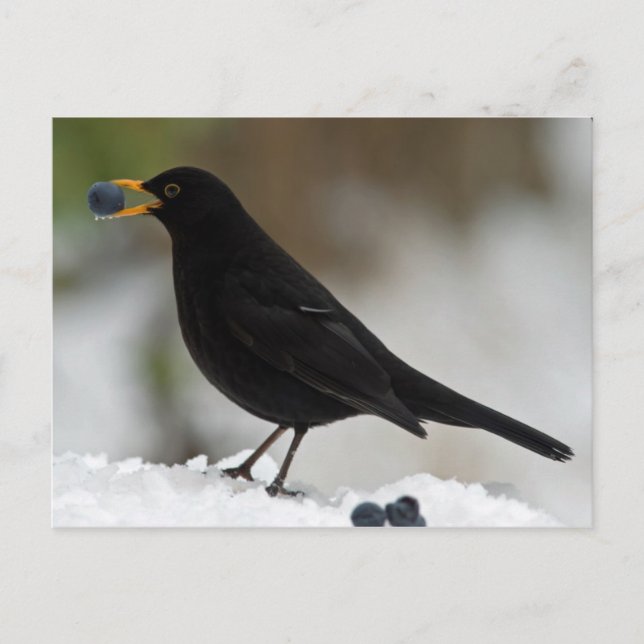 Postal Las aves negras comiendo uvas en la nieve (Anverso)
