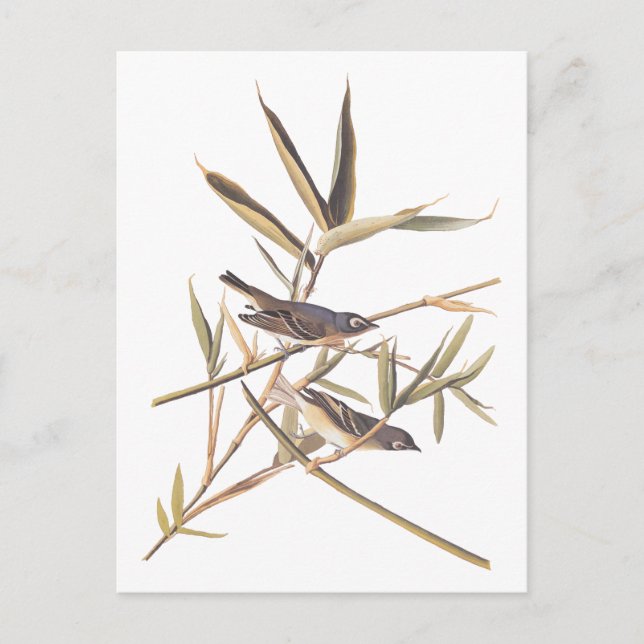 Postal Las aves solitarias del Vireo Flycatcher de Audubo (Anverso)
