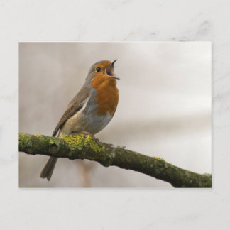 Postal las aves son los únicos animales con plumas 3