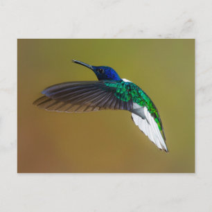 Postal las aves son los únicos animales con plumas 4