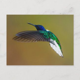 Postal las aves son los únicos animales con plumas 4