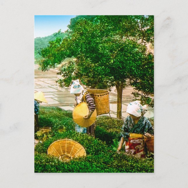 Postal Las bromas de té de la vieja mano japonesa (Anverso)