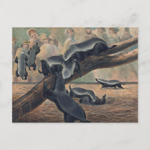 Postal Las calificaciones de Joseph Wolf