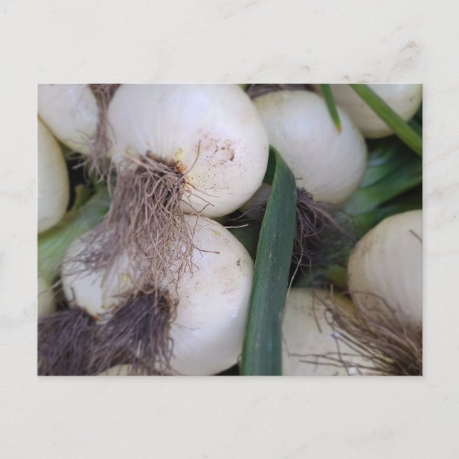 Postal Las cebollas del mercado de los agricultores (Anverso)