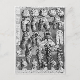Postal Las cinco órdenes de Perriwigs, 1761