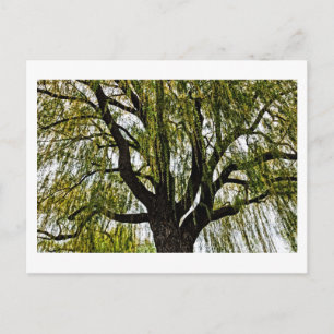 Postal las esperanzas de primavera apagadas