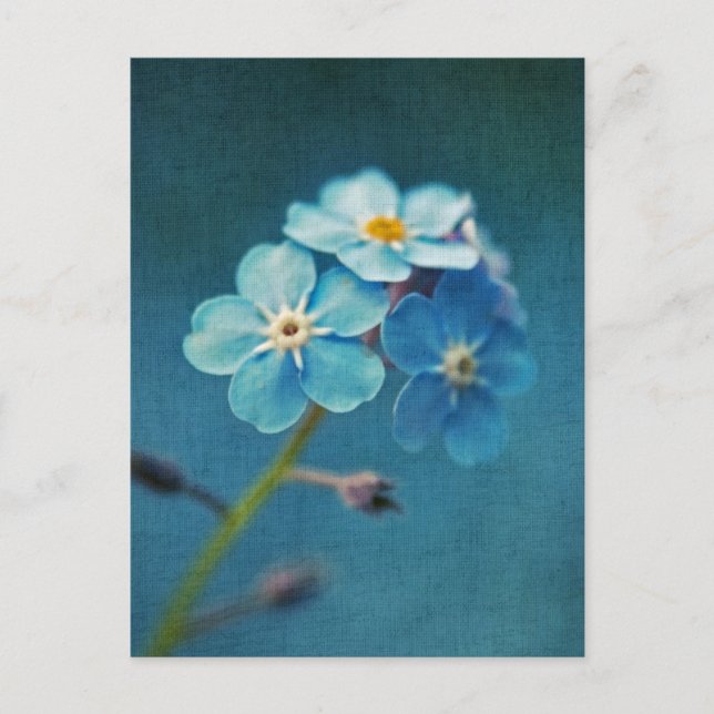 Postal Las flores azules elegantes no me olviden (Anverso)