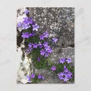 Postal Las flores de Campanula crecen en una pared