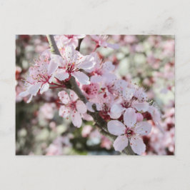 Postal Las Flores De Color Rosa Son Testimonios Rojos.