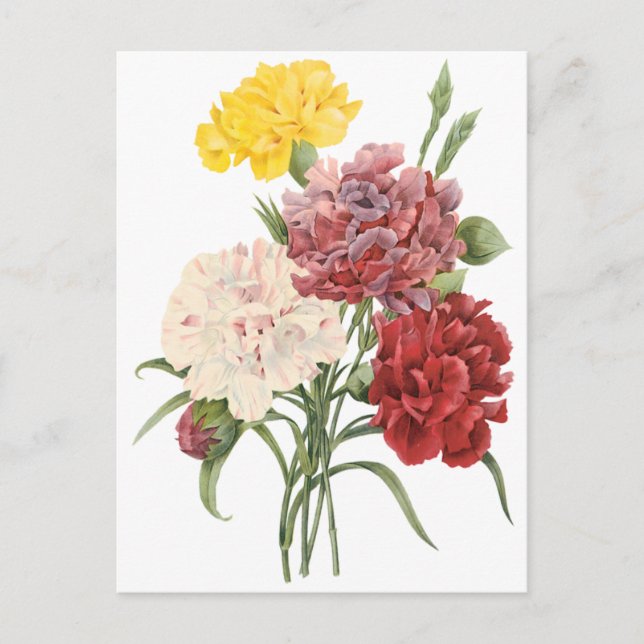 Postal Las flores de los jardines de Dianthus Redoute (Anverso)