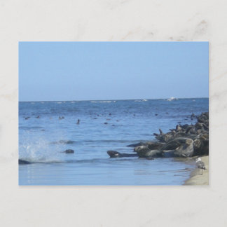 Postal Las focas en la playa