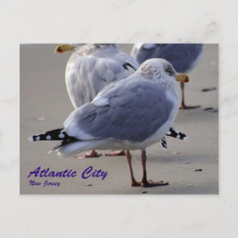 Postal Las gaviotas de la ciudad atlántica