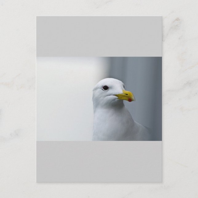Postal Las gaviotas también necesitan amor (Anverso)