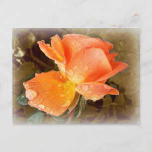 Postal Las gotas de lluvia en los Rosas.....