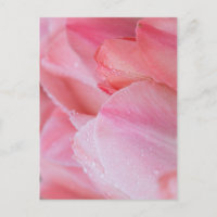 Las gotitas en los tulipanes rosados se acercan