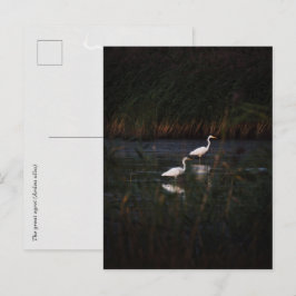 Postal Las grandes garzas (Ardea alba) aves