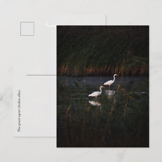Postal Las grandes garzas (Ardea alba) aves (Anverso / Reverso)