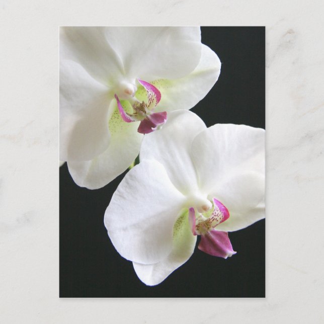 Postal Las orquídeas blancas en negro (Anverso)
