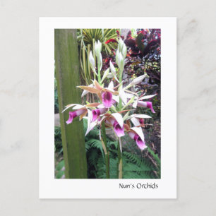 Postal Las orquídeas de Nun 2