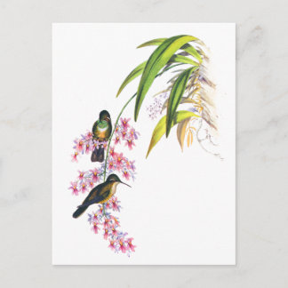 Postal Las orquídeas rosas y los colibríes de John Gould
