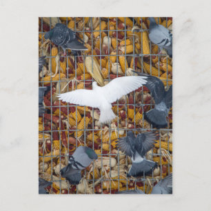 Postal Las palomas consiguen el maíz