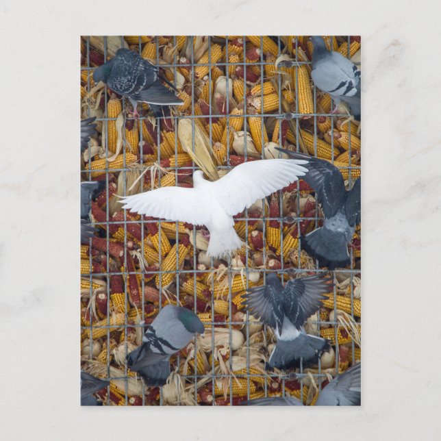 Postal Las palomas consiguen el maíz (Anverso)