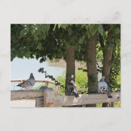 Postal Las palomas disfrutando de una vista