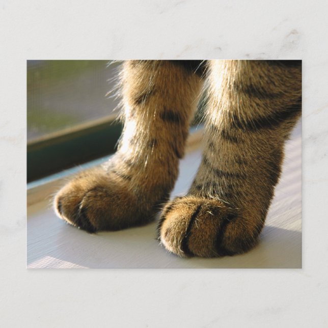 Postal Las patas de Evey (Anverso)