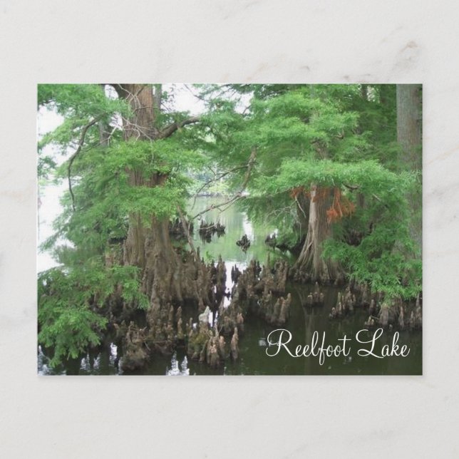 Postal Las rodillas de la ciprensa en el lago Reelfoot (Anverso)