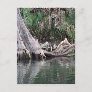 Postal Las rodillas de los árboles cipreses reflejadas