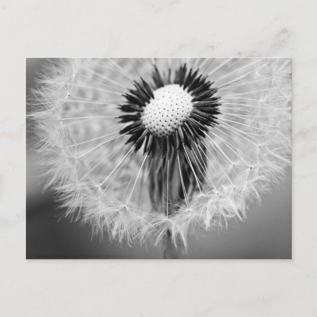 Postal Las semillas de mañana (Anverso)