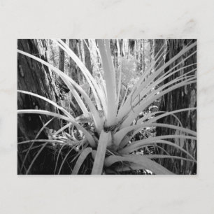 Postal Las tillandsias epífitas son comunes en la Florida