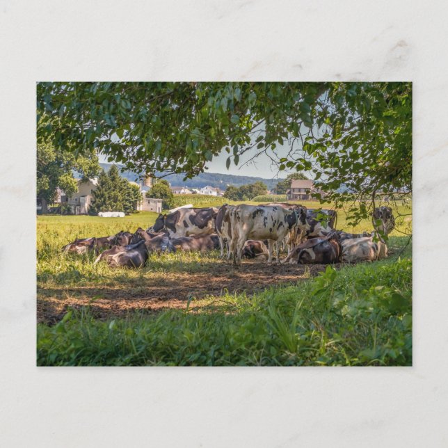 Postal Las vacas de Lancanster PA (Anverso)