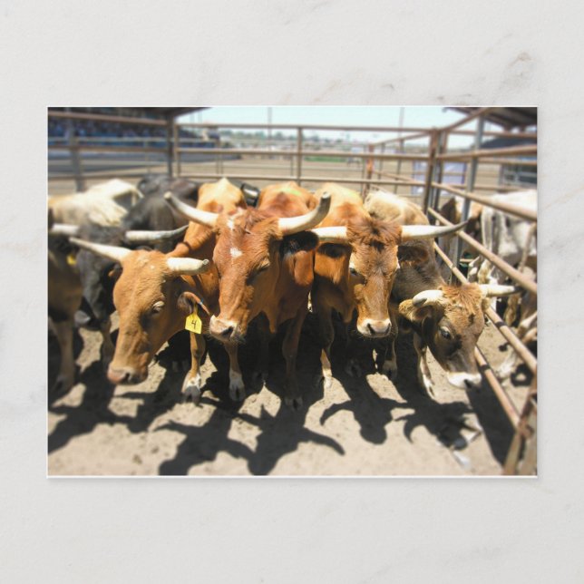 Postal Las vacas llegaron a casa (Anverso)