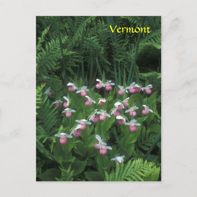 Postal Las zapatillas de Vermont Showy Lady en Ferns (Anverso)