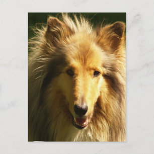 Postal Lassie Collie Postcard