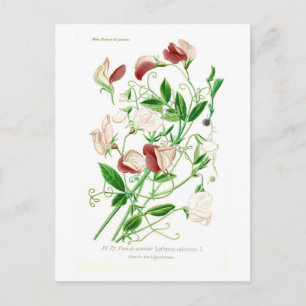 Postal Lathyrus odoratus